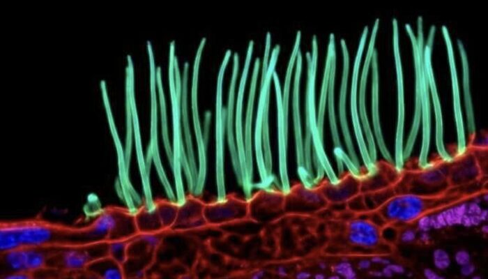Kontroversi AI Guncang Nikon Small World, Karya Pemenang 2026 Ditinjau Ulang